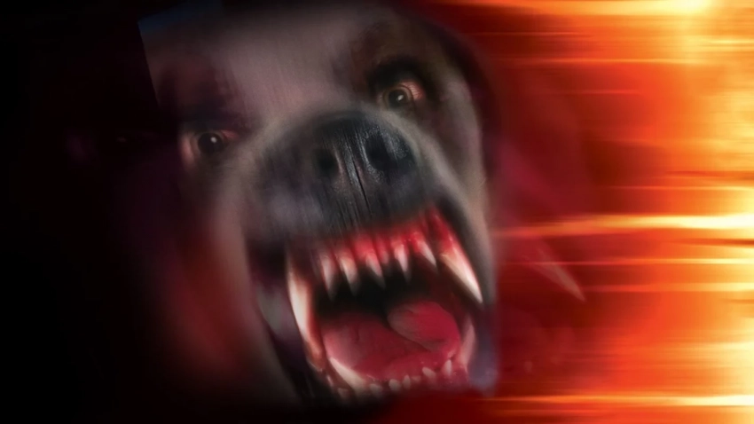 От «Кита» до «Куджо»: Даррен Аронофски может экранизировать Стивена Кинга для Netflix